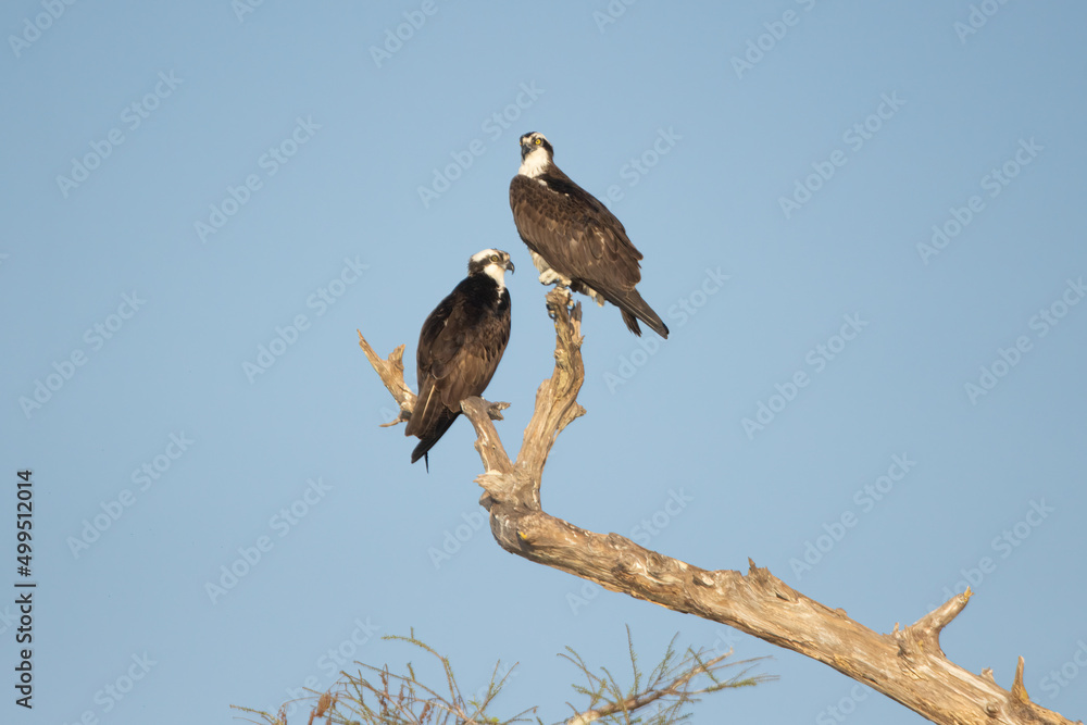 Osprey pair taken in SE Florida