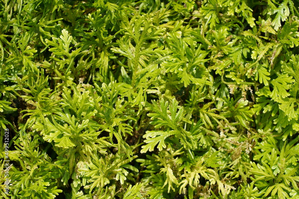 green grass background green grass background
