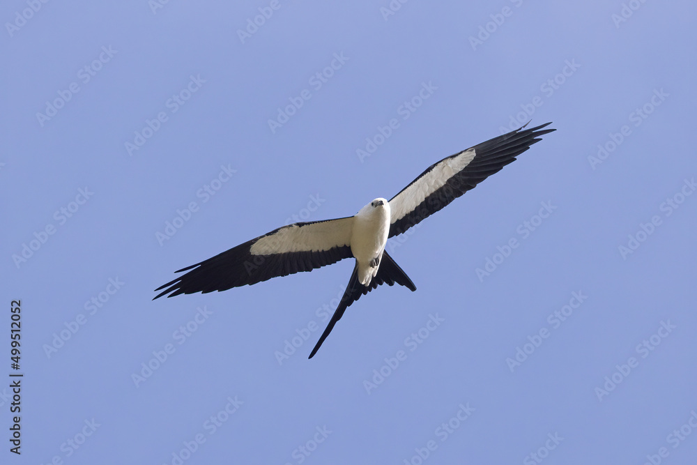 Obraz premium Swallow-tailed Kite taken in SW Florida