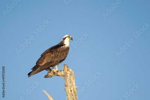 Osprey taken in SE Florida