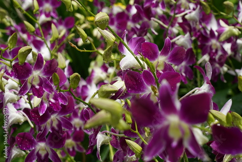 pink and purple orchid flowers