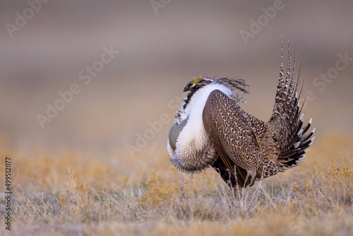 Canvastavla Sage Grouse adult male taken in eastern Wyoming