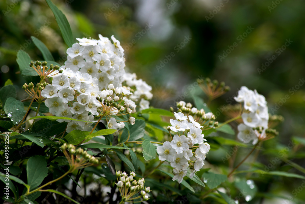 Flores blancas de una verbena Flores blancas de una verbena