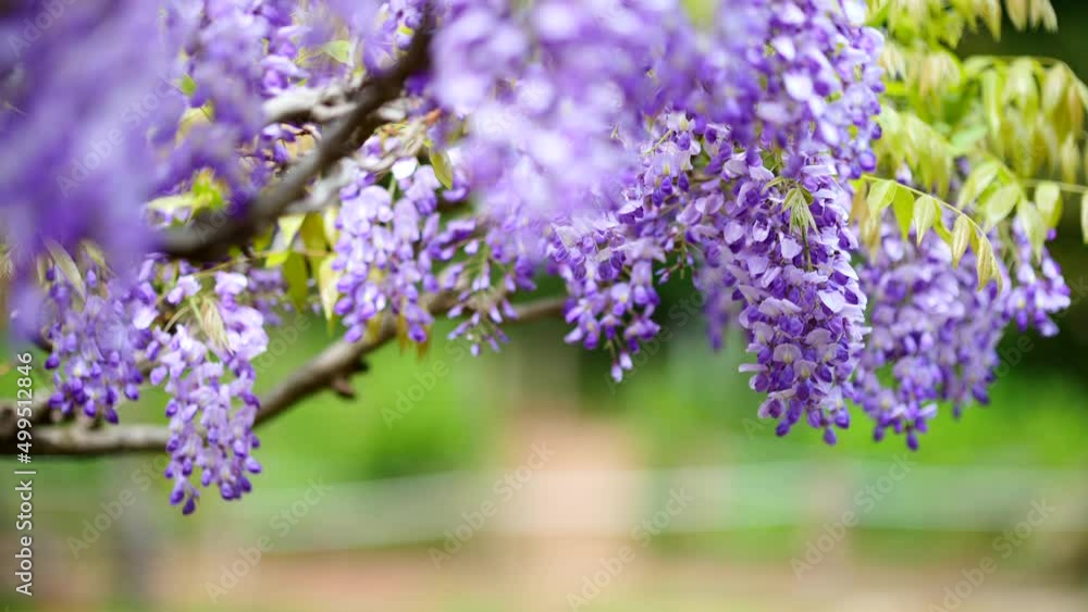 おだやかな風に吹かれる満開の藤の花 おだやかな風に吹かれる満開の藤の花