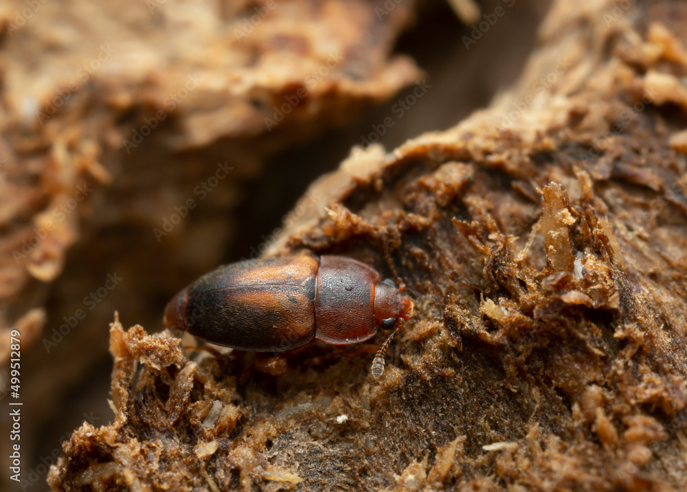 Sap beetle, Epuraea terminalis on aspen wood
