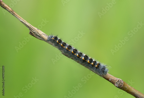Small lappet moth, Phyllodesma ilicifolium larva on twig with a green background