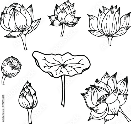 circle hand drawn lotus flower ,vector for coloring book and zentangle design.