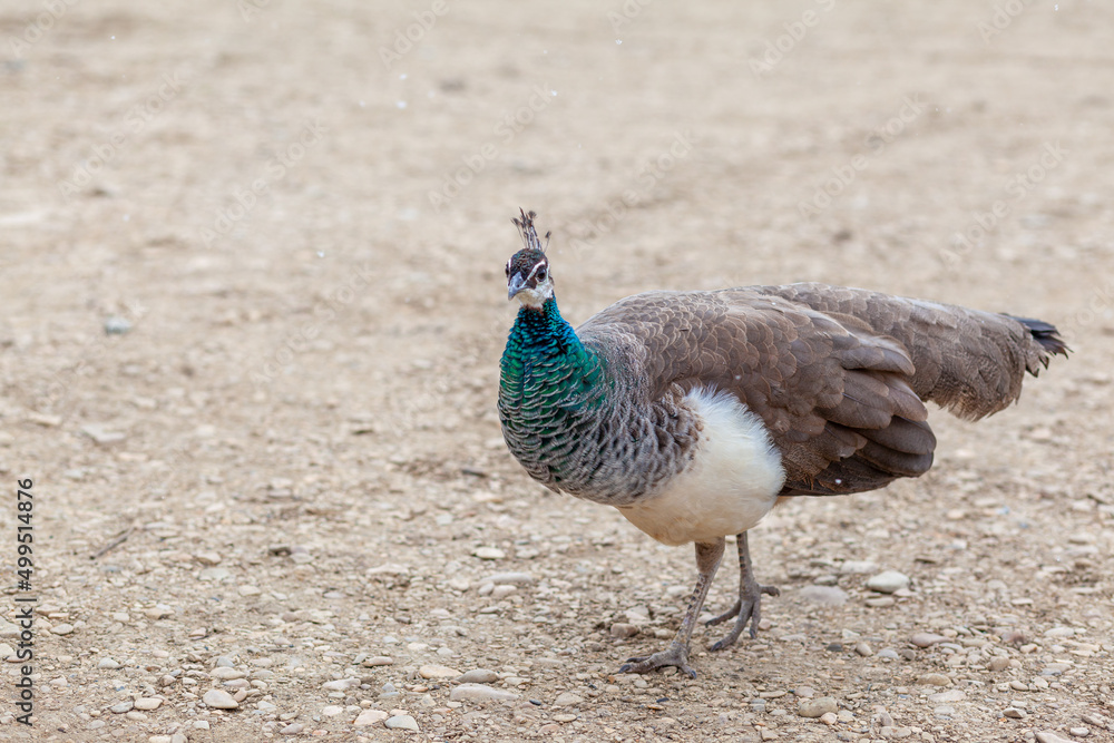 A beautiful peacock with bright feathers walks next to tourists and asks for foo
