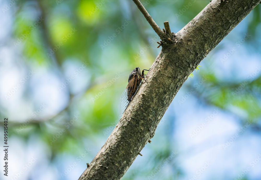 Cicada stayed on tree background Cicada stayed on tree background