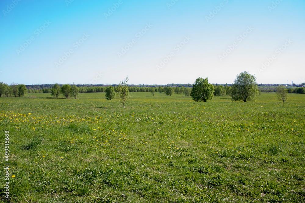 Obraz premium Beautiful landscape of the Russian North in the leningrad region Summer landscape cloudy sky and blooming Ivan-tea in the Leningrad region.