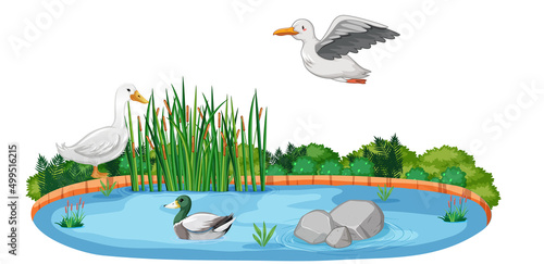 Isolated nature pond with duck and birds