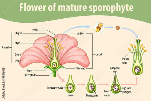 Diagram showing flower of mature sporophyte