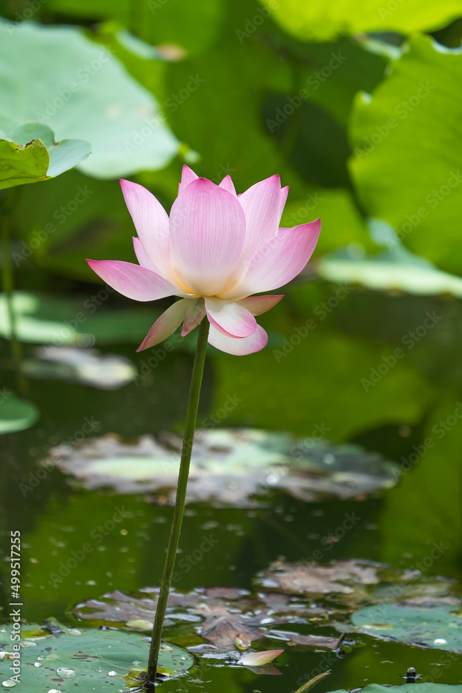 lotus flower plants in garden pond lotus flower plants in garden pond