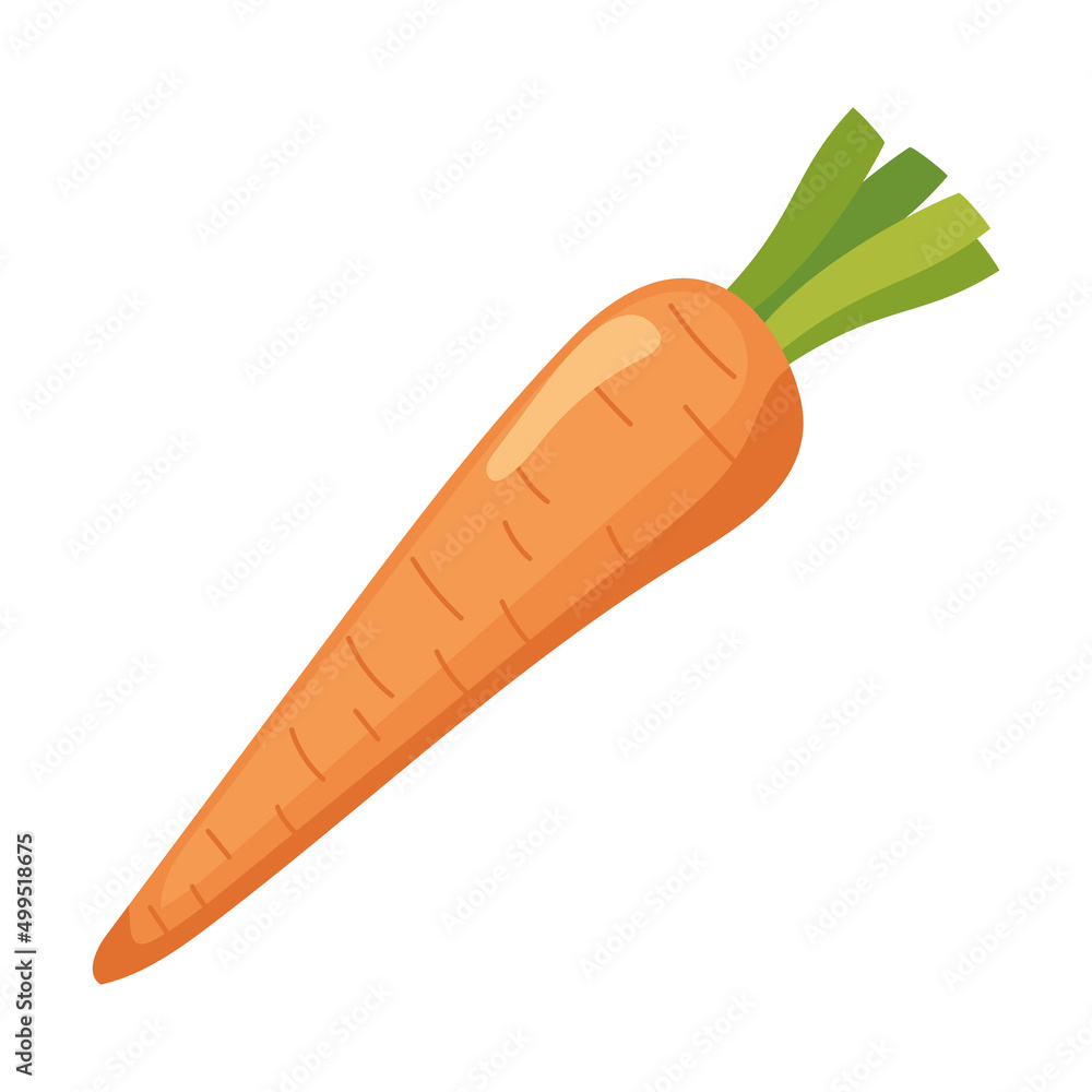fresh carrot vegetable fresh carrot vegetable