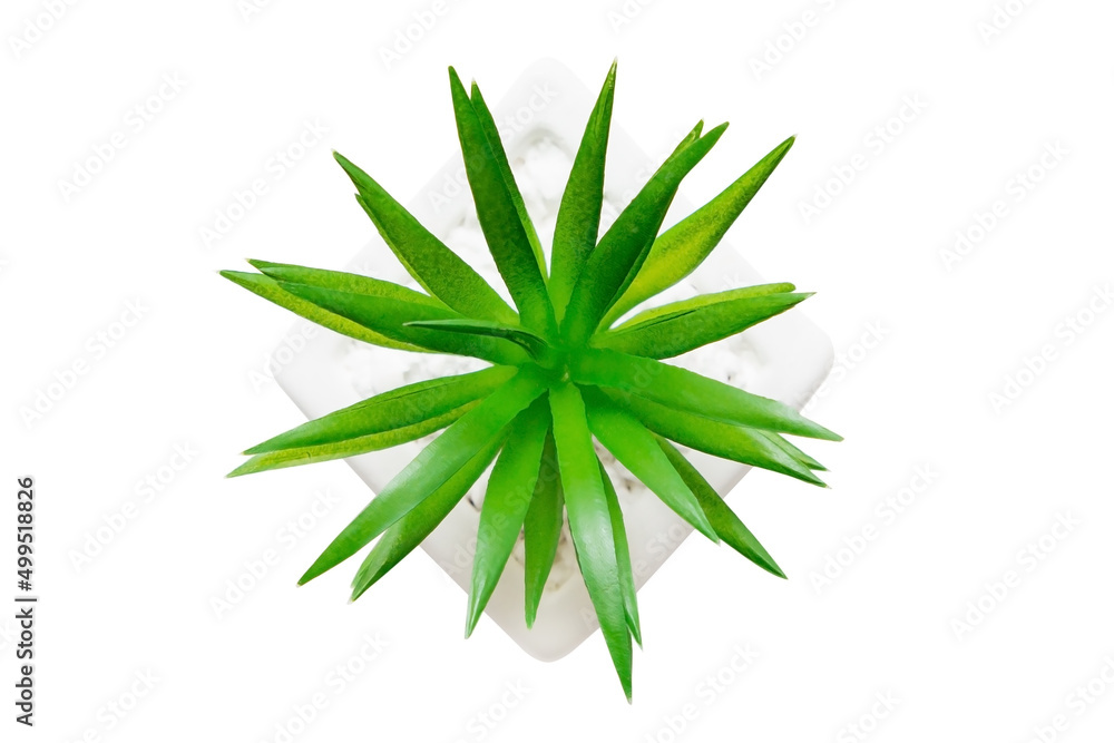 Indoor plant isolated on a white background Indoor plant isolated on a white background