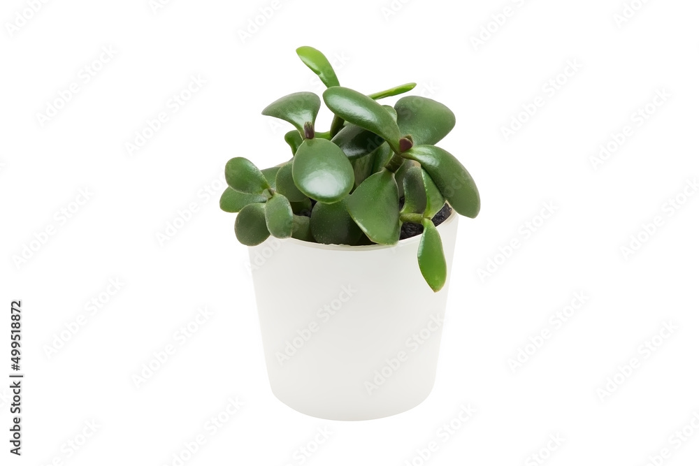 Indoor plant isolated on a white background Indoor plant isolated on a white background