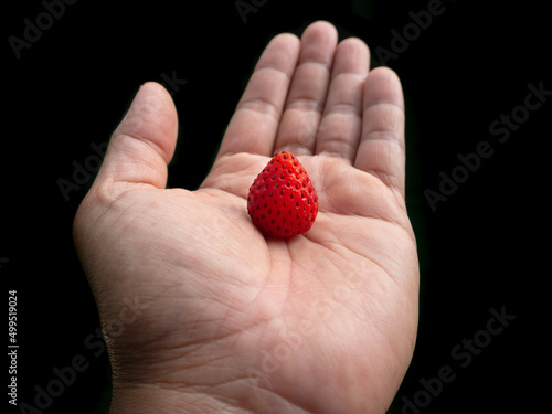 red strawberry on hand. carefully. healthcare medical, Insurance for your health concept.