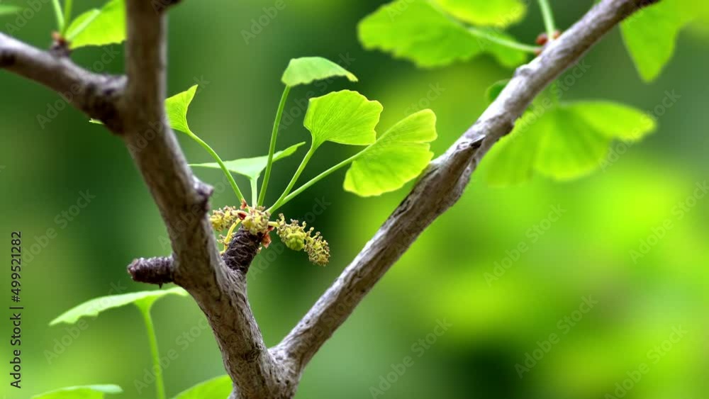 Tokyo, Japan - April 18, 2022: Male flowers of ginkgo biloba
Tokyo, Japan - April 18, 2022: Male flowers of ginkgo biloba