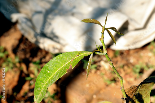 mango Spruce leaf. with blur background