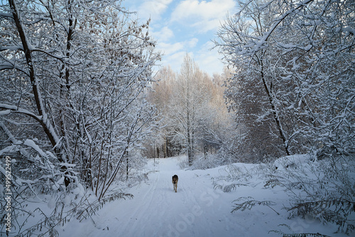 Winter landscape with forest full of snow covered trees and dog on the path in a cold day © keleny