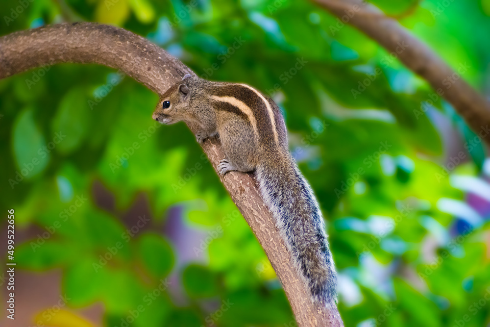 cute squirrel sitting on tree