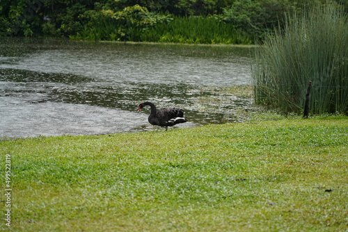 black swan on the ground | Cygnus atratus | 黑天鵝