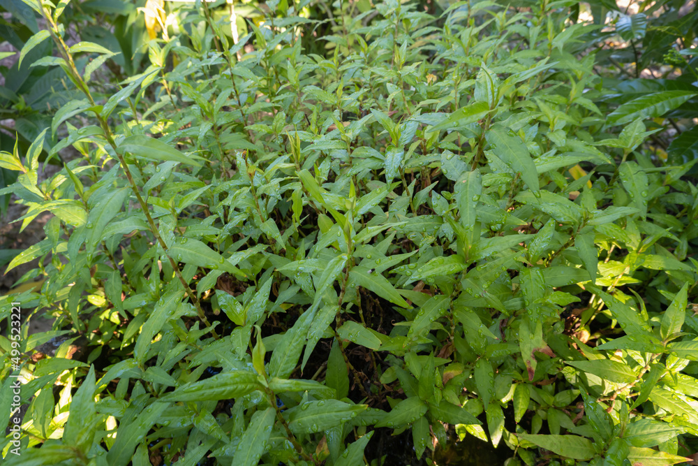 Persicaria odorata, classified as a biennial plant Persicaria odorata, classified as a biennial plant