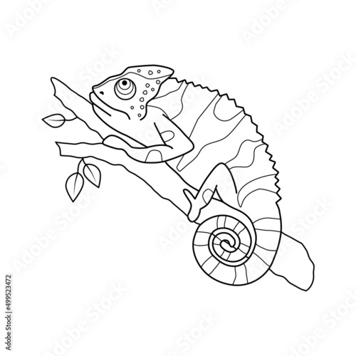Stock vector chameleon sitting on a tree branch black and white outline hand drawn illustration