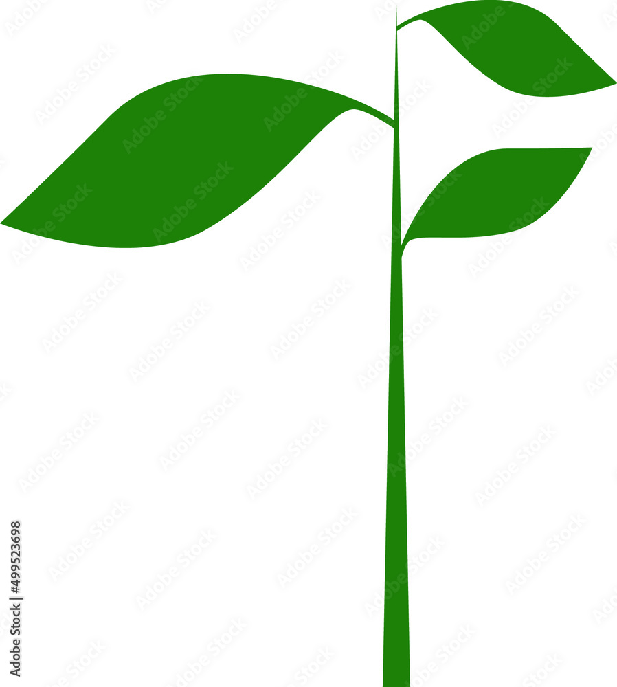 green leaf isolated on white background green leaf isolated on white background