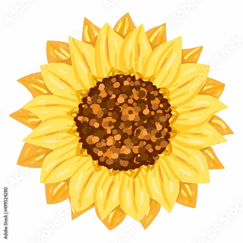 Sunflower flower vector colorful illustration