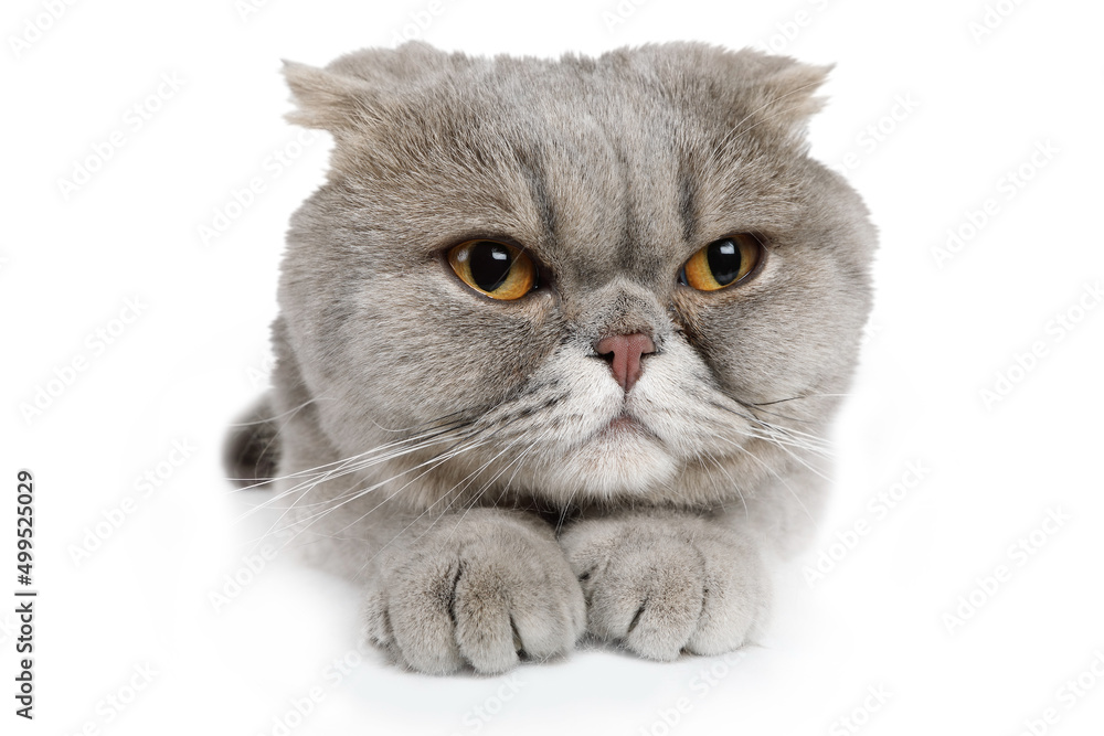 Portrait of a  Scottish Fold cat isolated on white