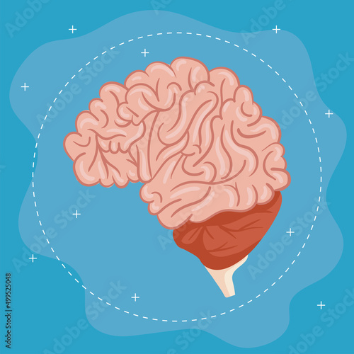 brain human organ