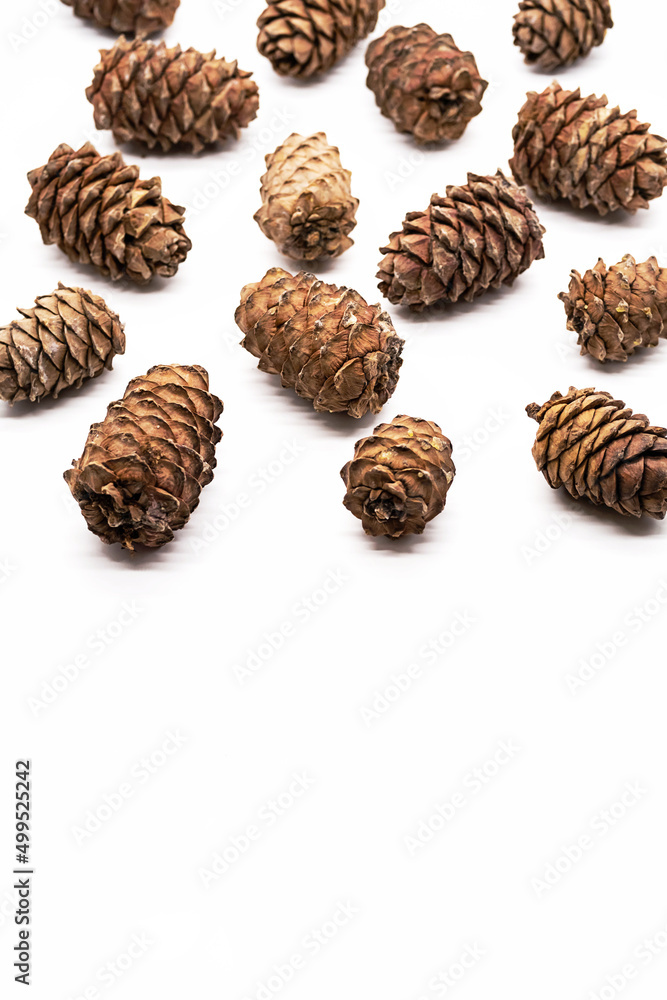 Many cedar cones with pine nuts on white background. Many cedar cones with pine nuts on white background.