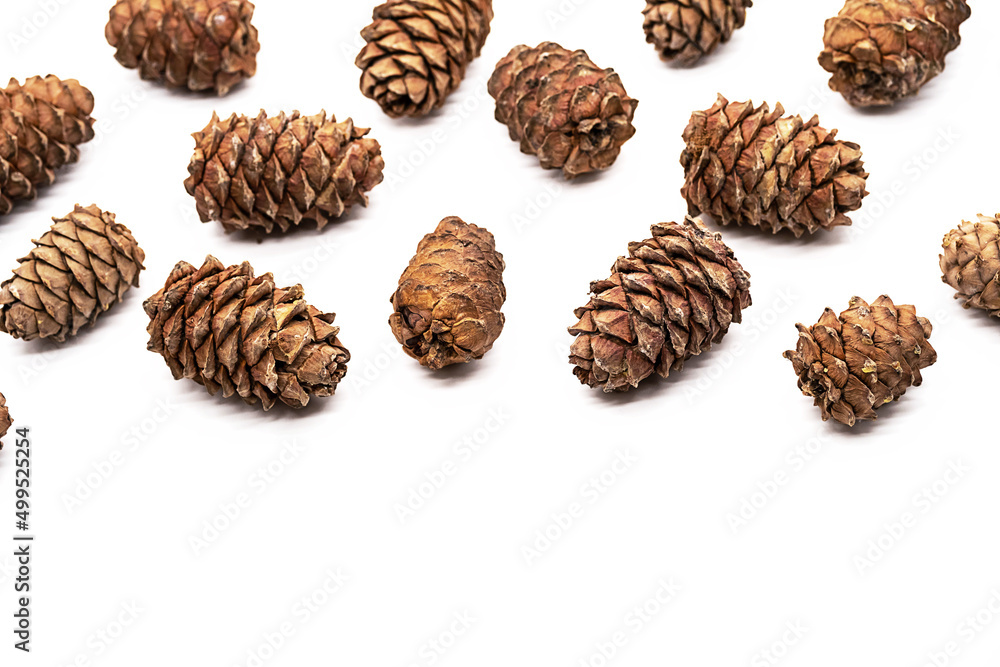 Many cedar cones with pine nuts on white background. Many cedar cones with pine nuts on white background.