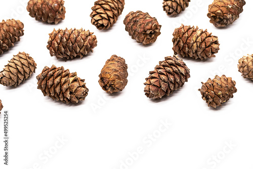Many cedar cones with pine nuts on white background.