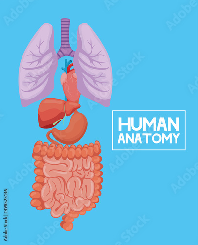 human anatomy organs