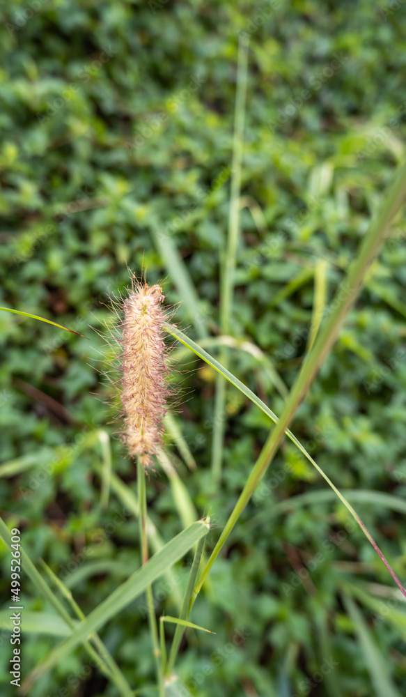 fountain grass, raising beautiful flowers, when it's time to wither and blow in the wind