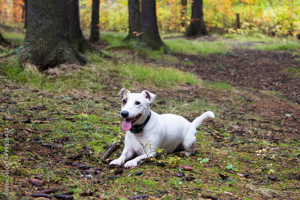 Jack Russell in the woods Jack Russell in the woods
