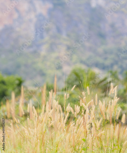 Long green golden bundles of field grass waving with the wind on a bright sunny day
