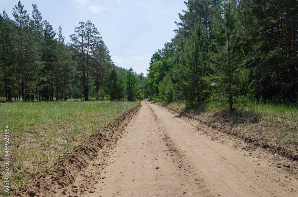 Dirt country road in the forest. Pine forest on the side of the road. A sunny summer day. Dirt country road in the forest. Pine forest on the side of the road. A sunny summer day.