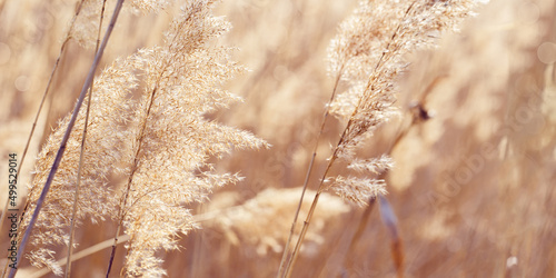 Dry plant reeds as beauty nature background, Abstract natural backdrop. Reed grass or pampas grass outdoors with daylight, life style nature scene, organic design wide banner. Soft focus #499529014