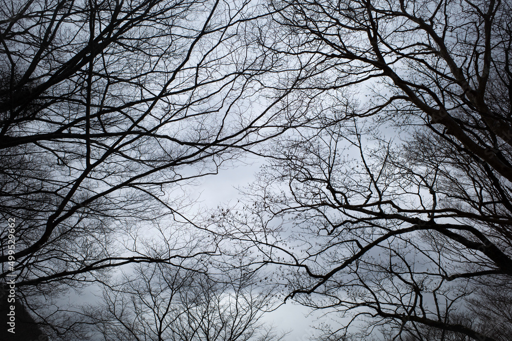 静かな森で枝ごしに空を望む 静かな森で枝ごしに空を望む