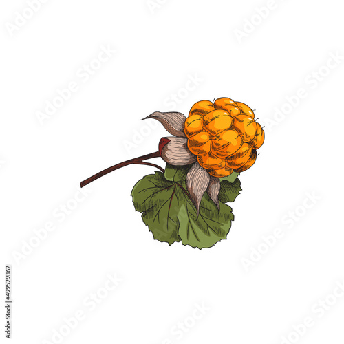 Hand drawn cloudberry branch with leaves, sketch vector illustration isolated on white background.