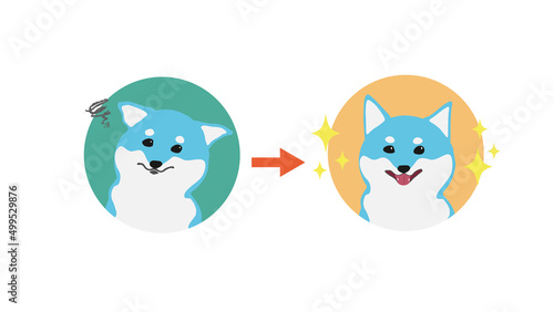 柴犬の表情ビフォーアフター　ブルー