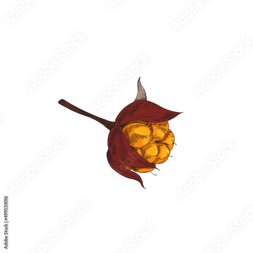 Cloudberry plant with leaves, sketch vector illustration isolated on white background.