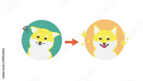 柴犬の表情ビフォーアフター　イエロー