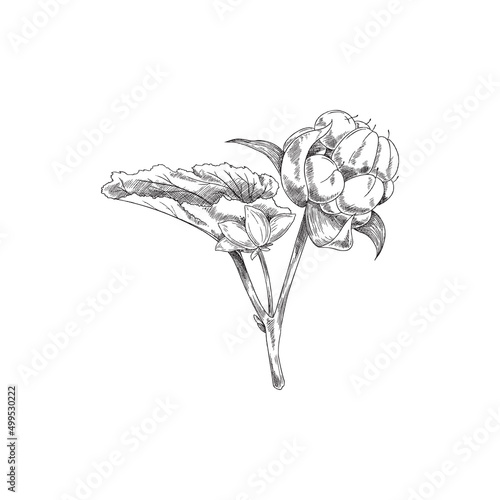 Cloudberry plant with leaves and engraving texture, sketch vector illustration isolated on white background.