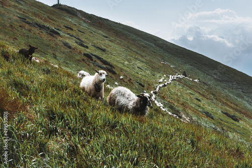 Herd of sheeps in sunny autumn mountains. Carpathians, Ukraine, Europe. Landscape photography