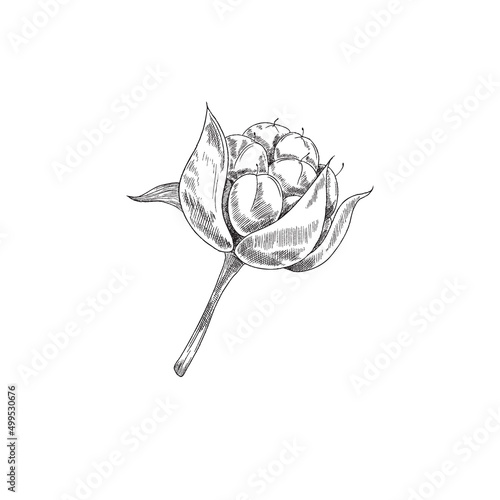 Hand drawn cloudberry sketch style, vector illustration