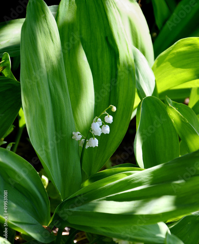 Lily of the valley flower  Lat. Convallaria  is white in the spring forest 